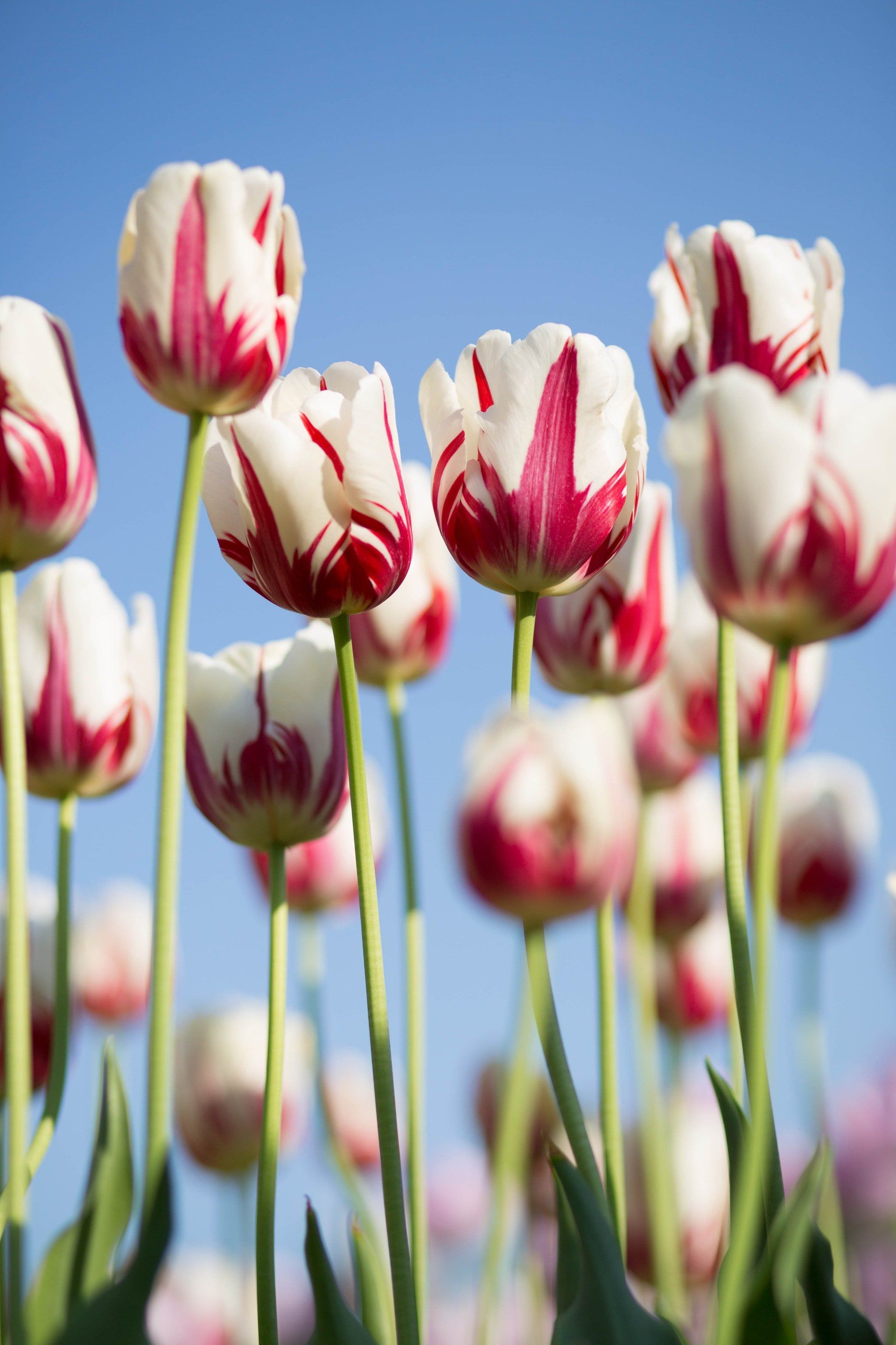 A bunch of red and white flowers against a blue sky
