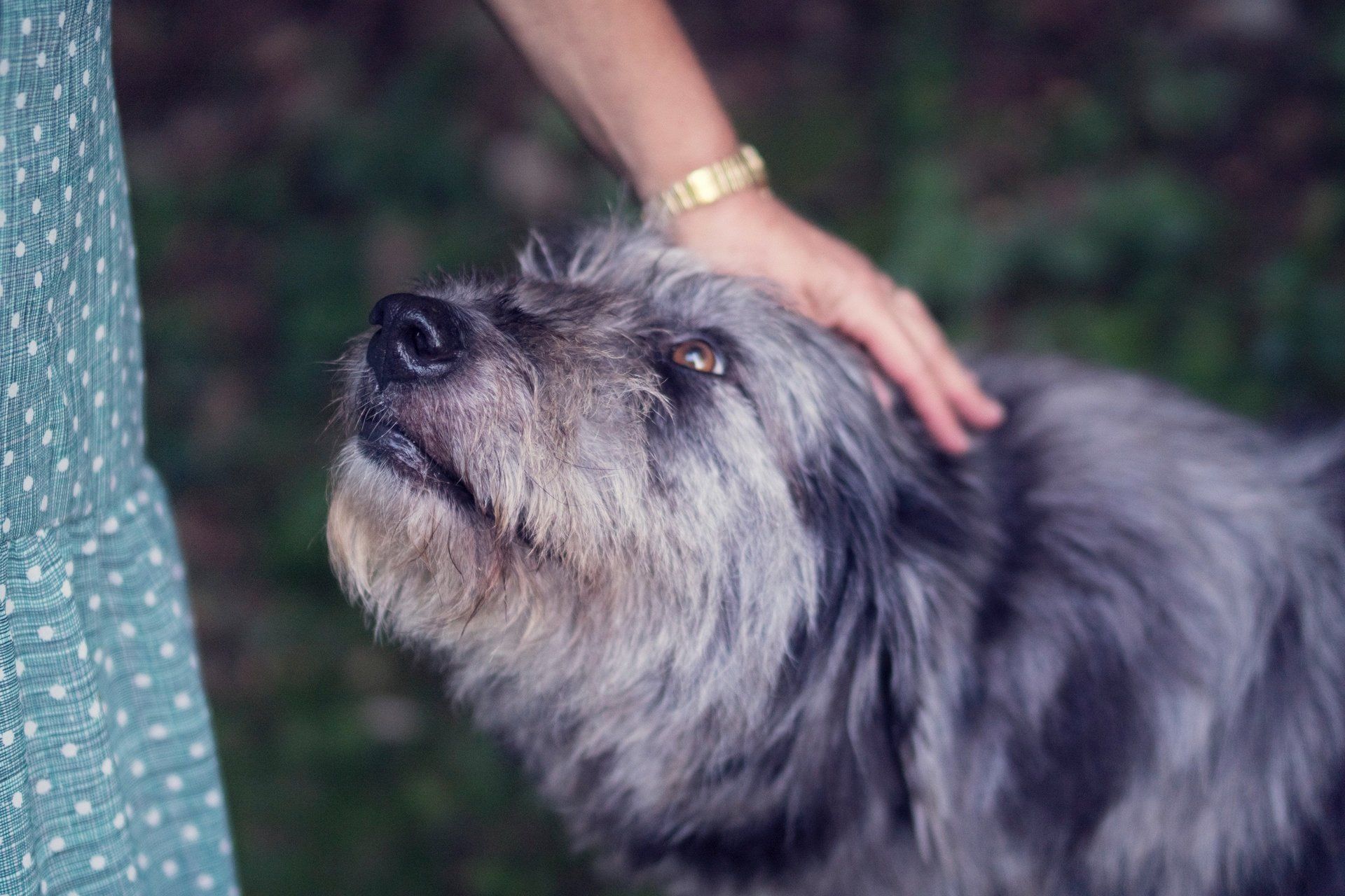 A person is petting a small gray dog on the head.