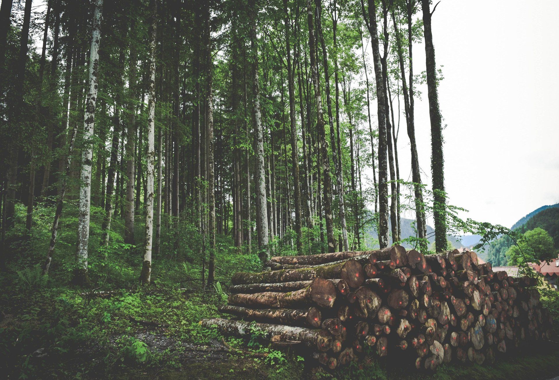 is firewood sustainable in heating your home