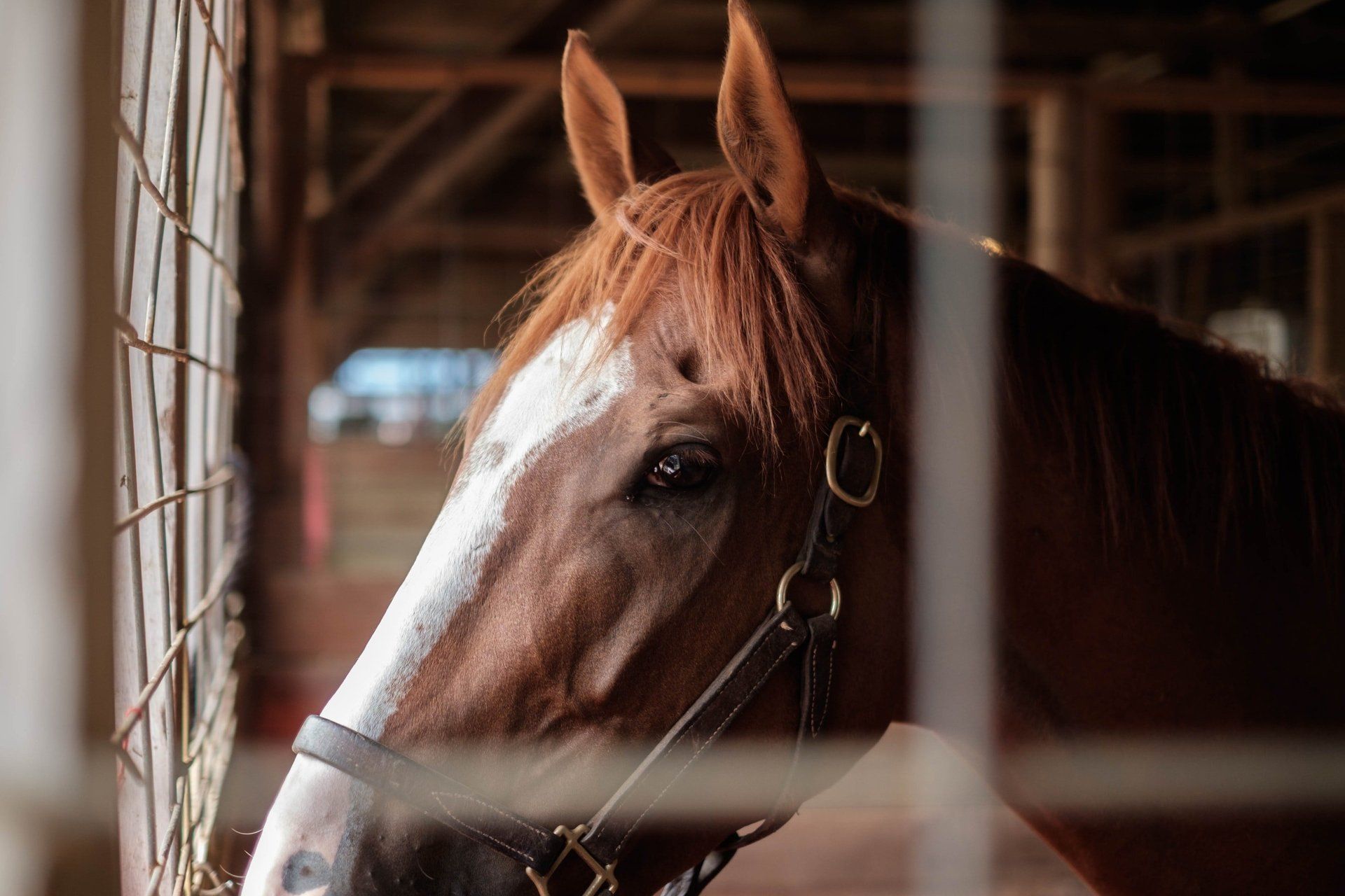 Horse riding in florence, or