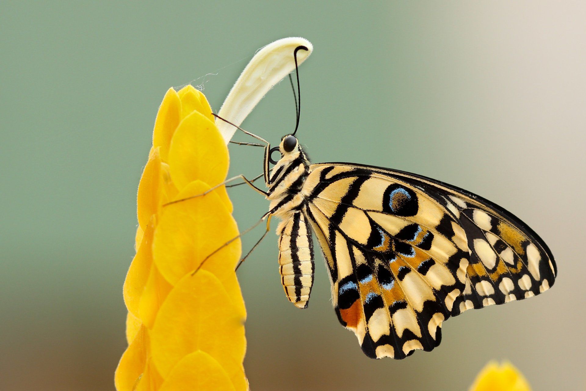 Get involved in the Mariposa Butterfly Festival