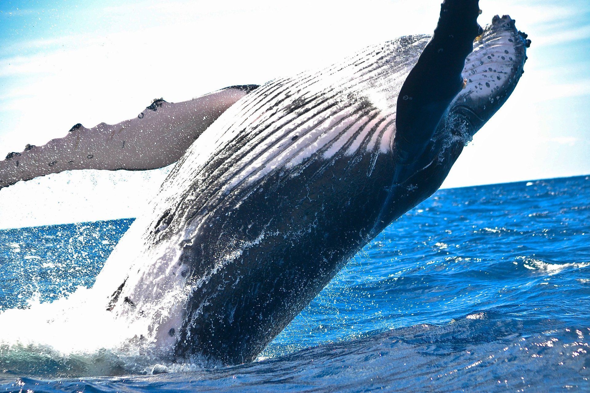 A humpback whale is jumping out of the water