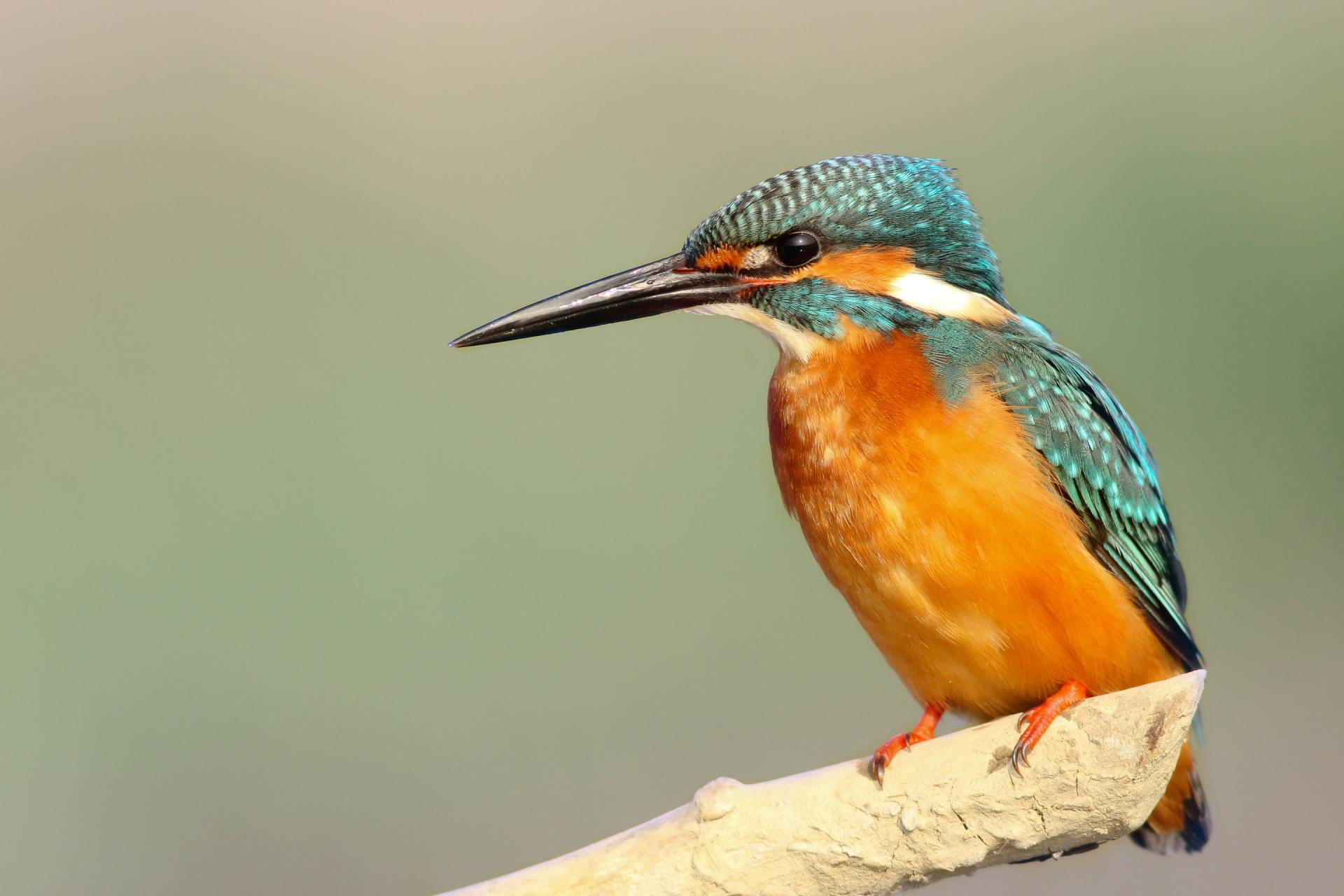 Kingfisher as an example