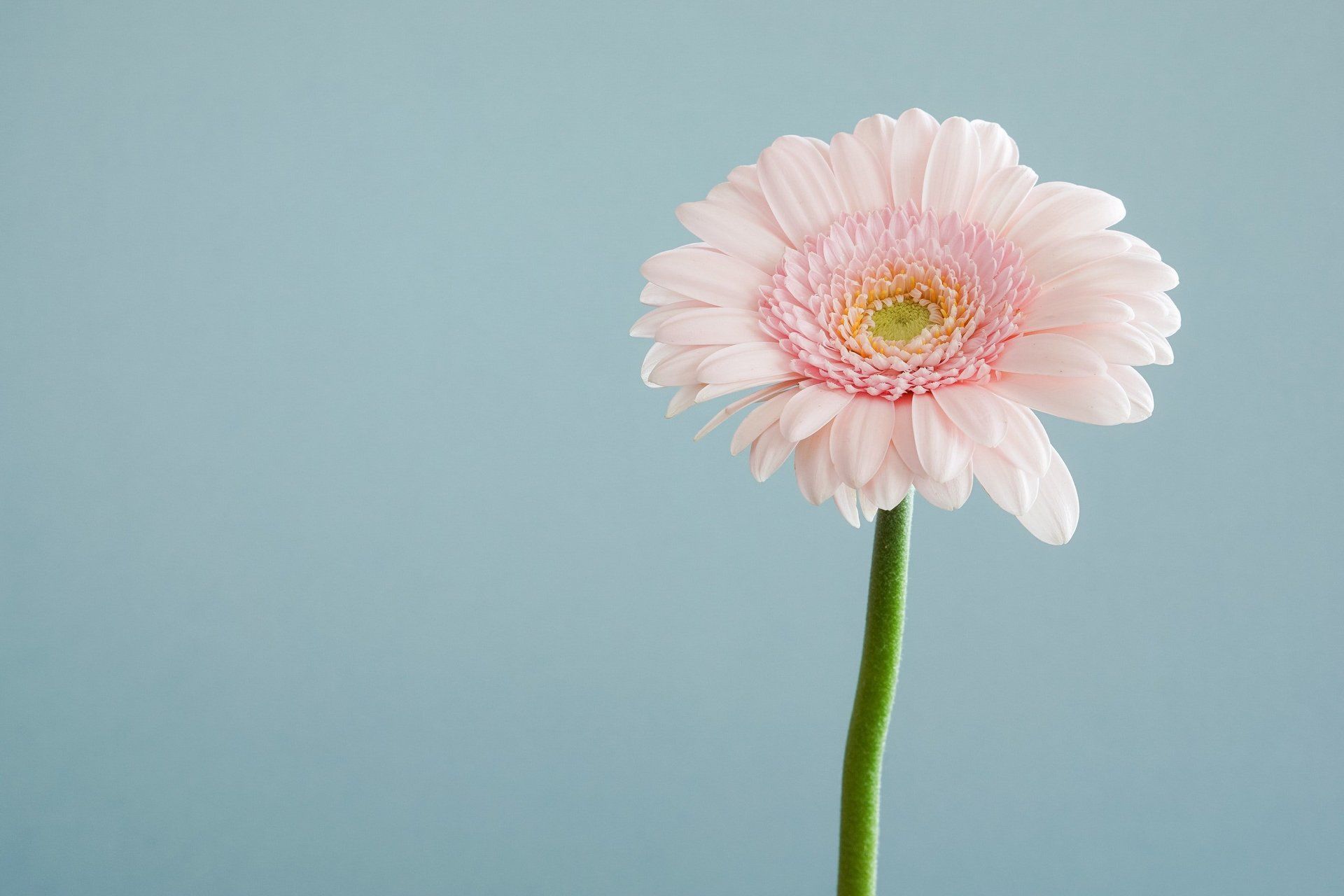 A single pink flower with a green stem on a blue background.