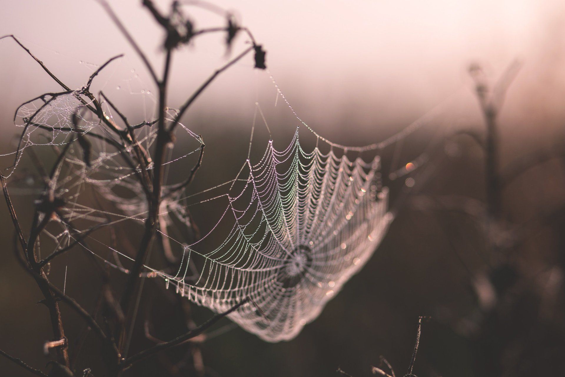 A close up of a spider web with water drops on it.