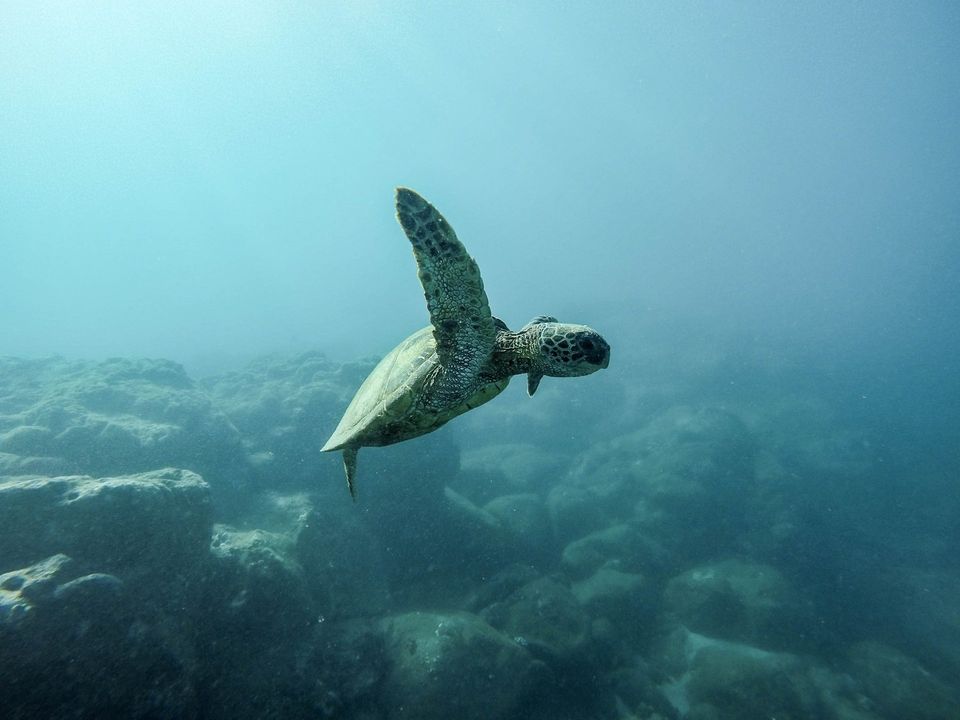 the large sea turtle swimming underwater reminding us all the adventures and options we have as humans