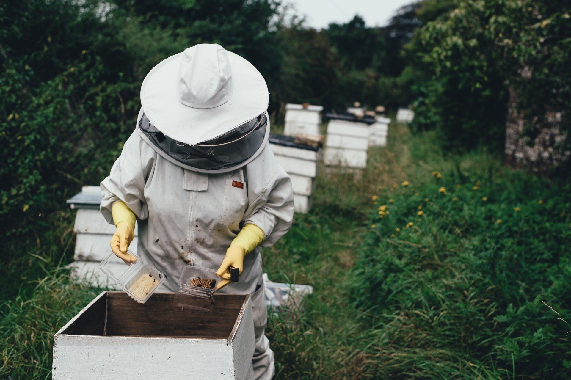 A beekeeper wearing a protective suit and hat is working in a beehive in Colorado.