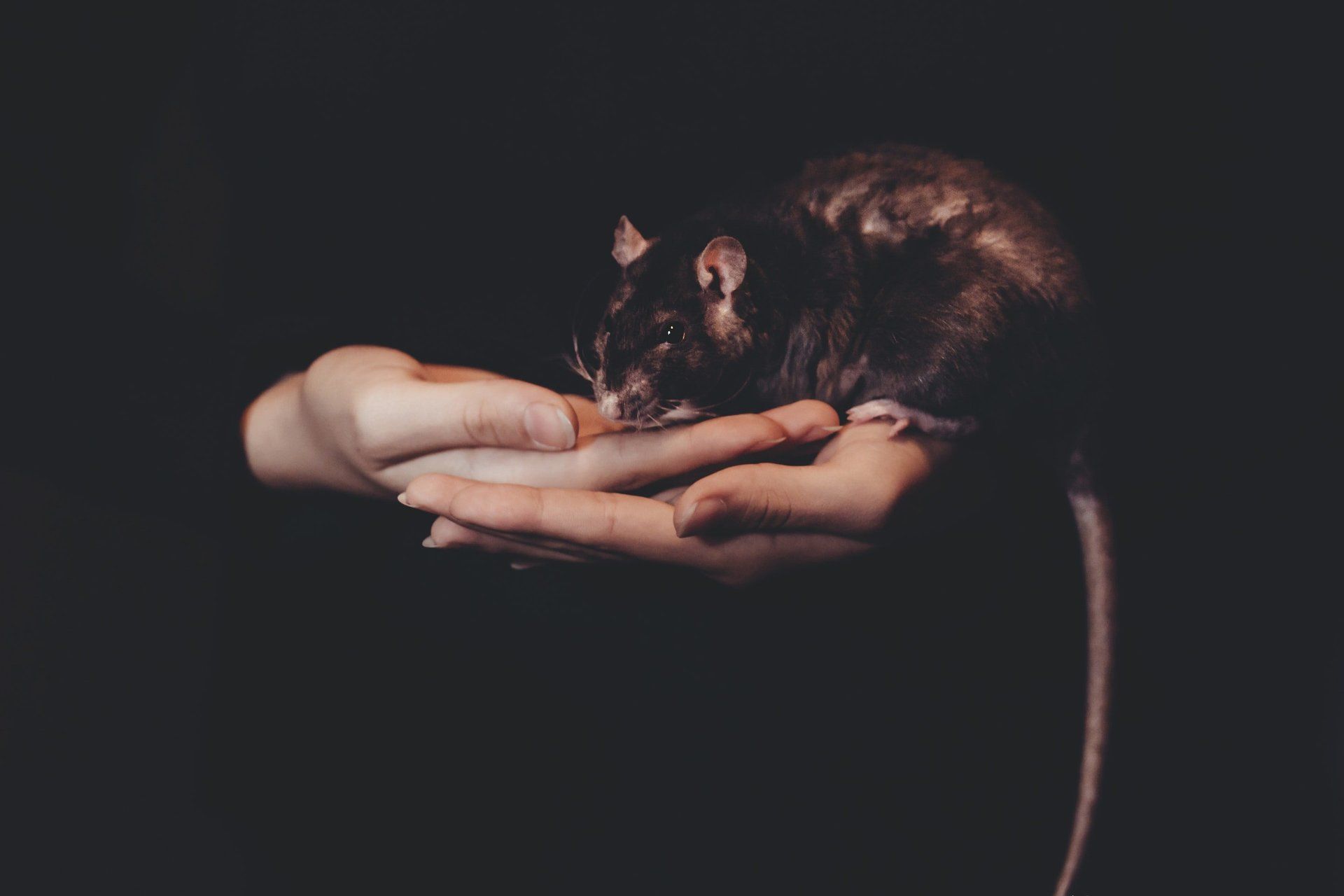 black pet store rats in a person's hands