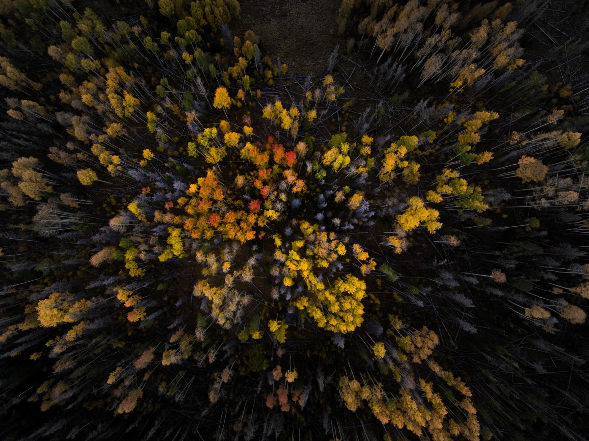 En luftfoto af en skov med gule blomster i midten.