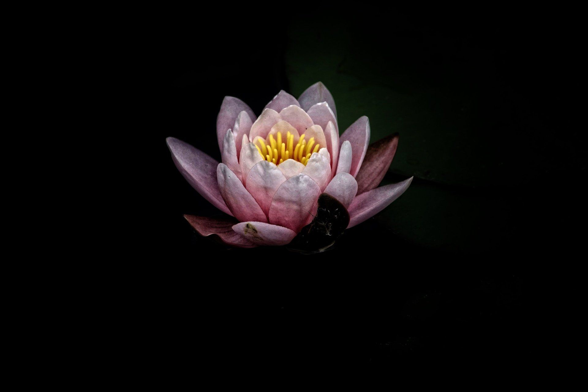 lotus image