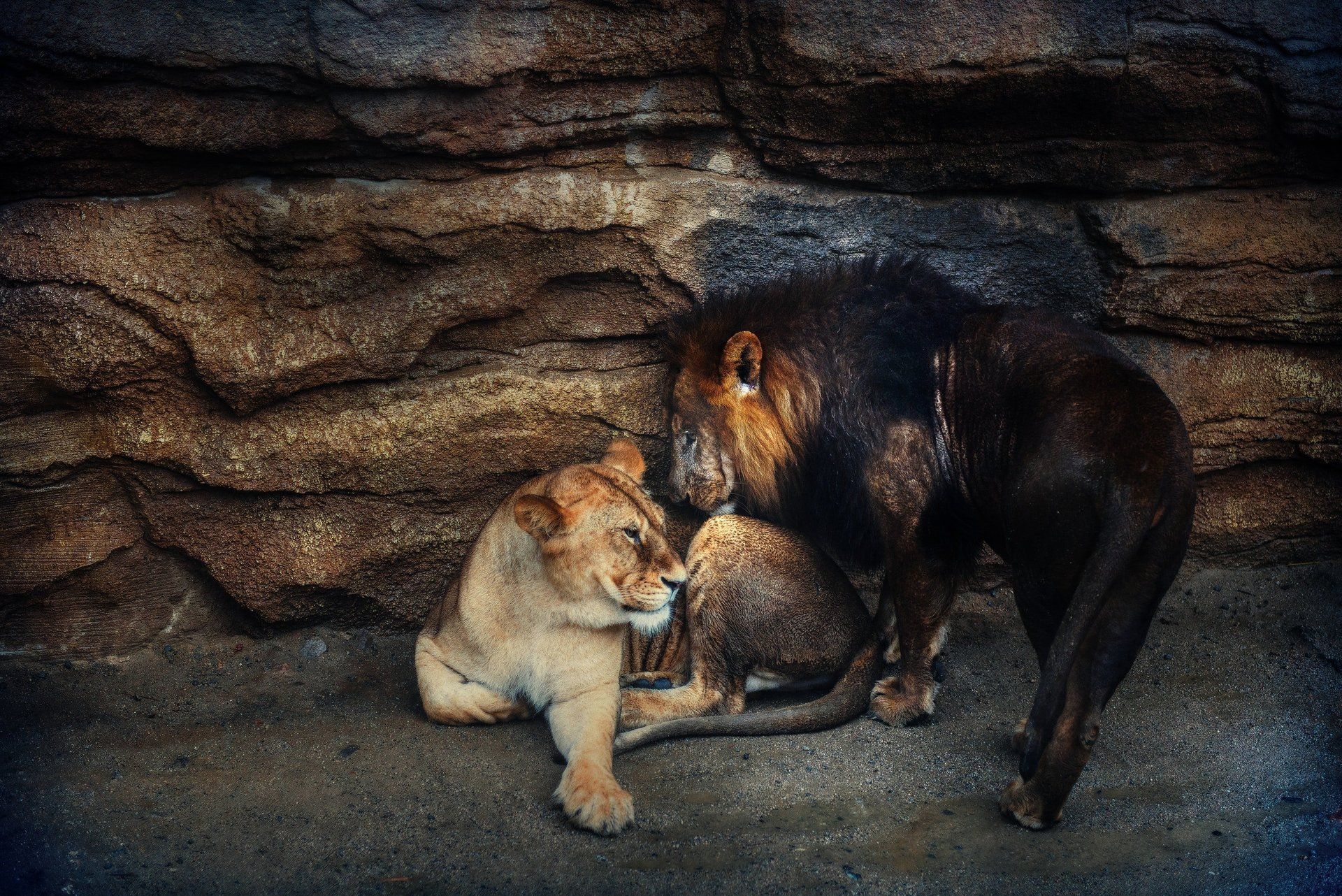 A lion and a lioness are standing next to each other in front of a rock wall.