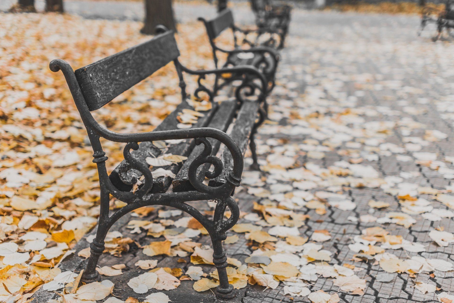 bench with fall leaves