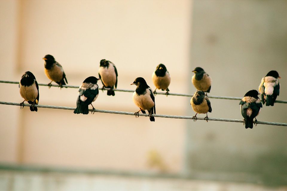 Small birds social distancing on wires