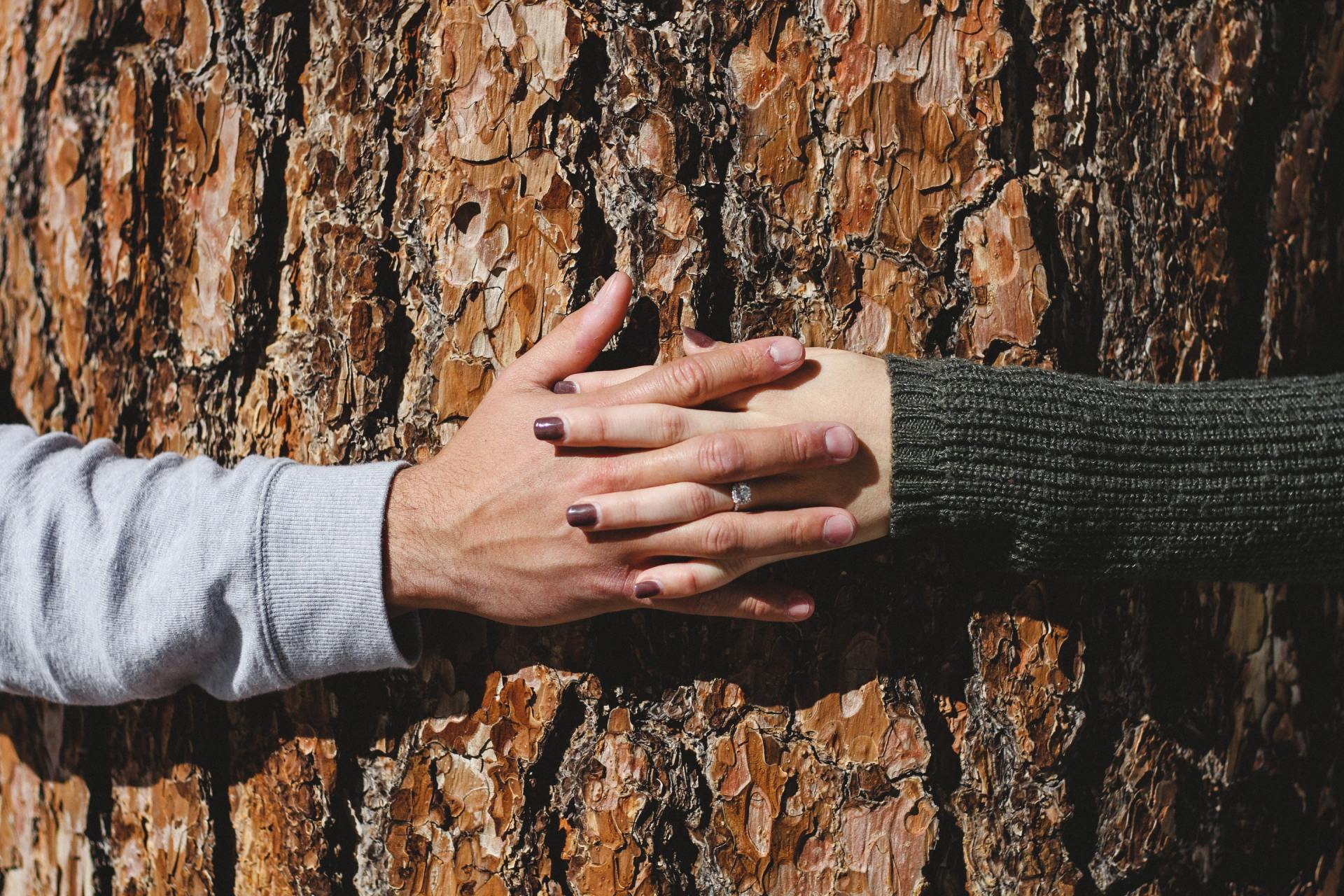 Hands of two people clasped over a tree trunk. One person wears a gray sweater, the other a green.