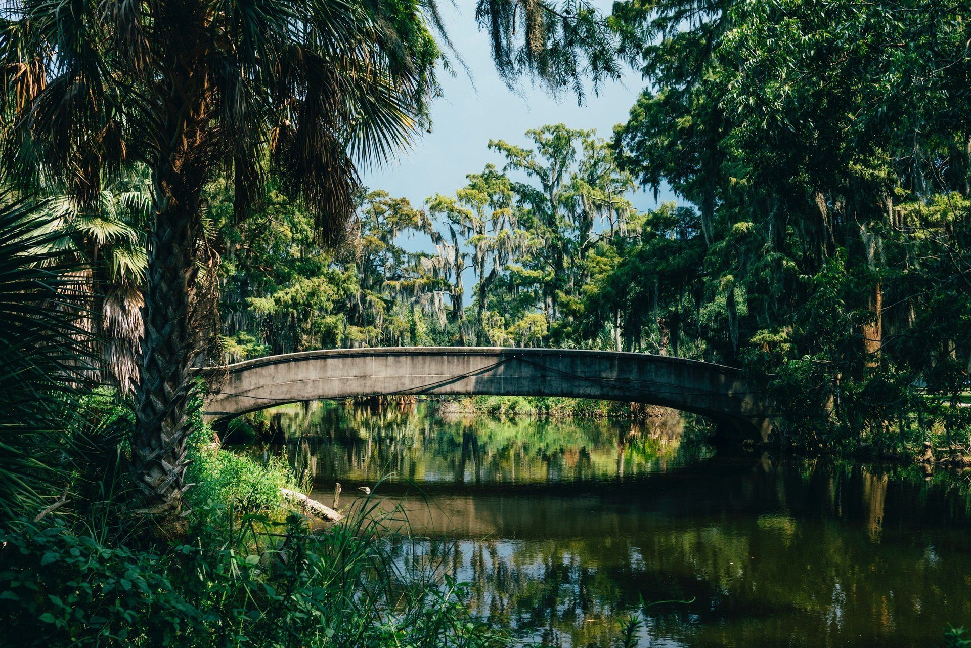 A bridge over a body of water in the middle of a forest.