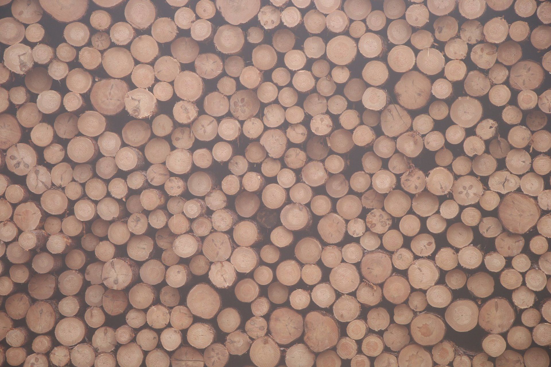 Logs from sawmill