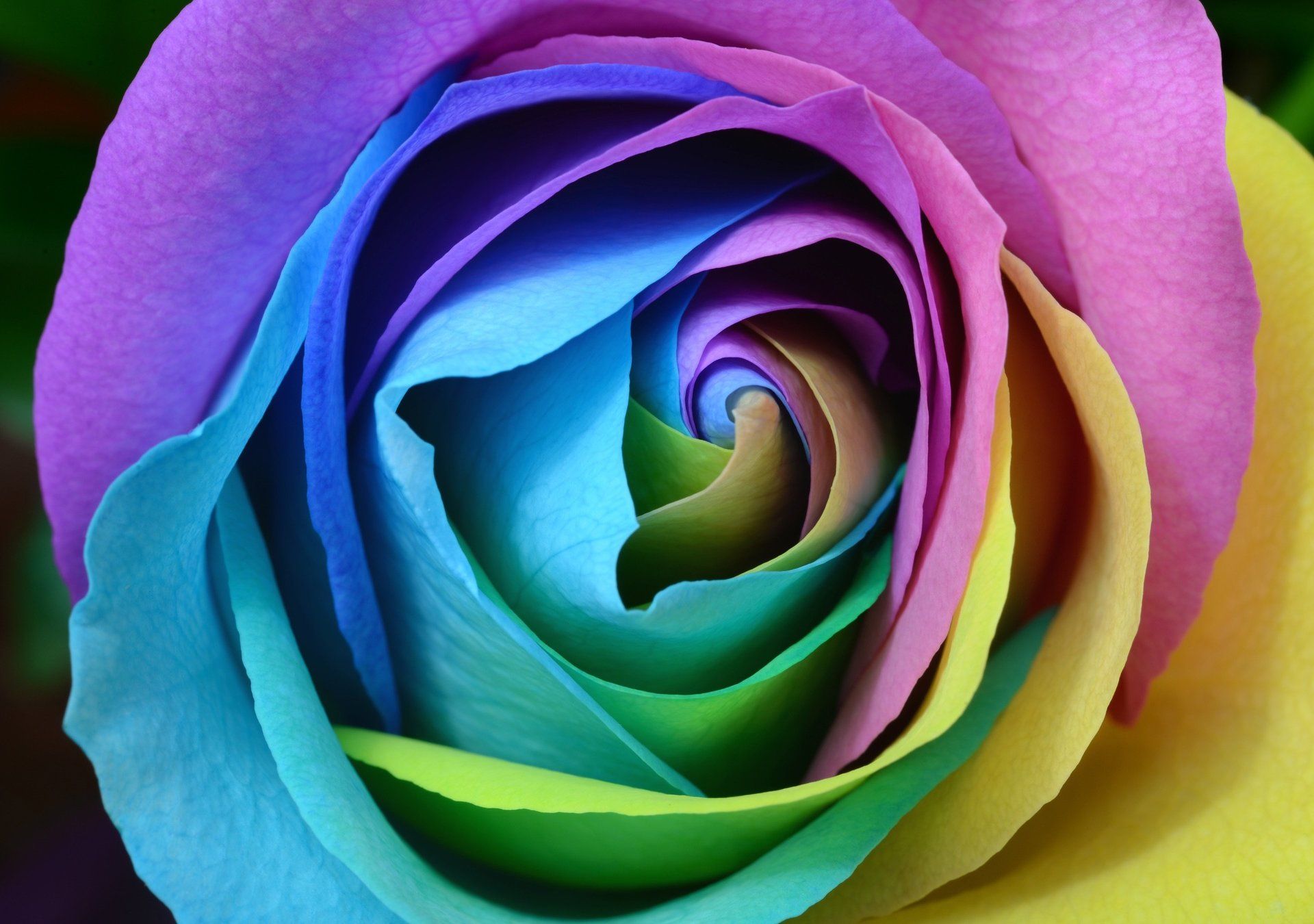 The rainbow rose image