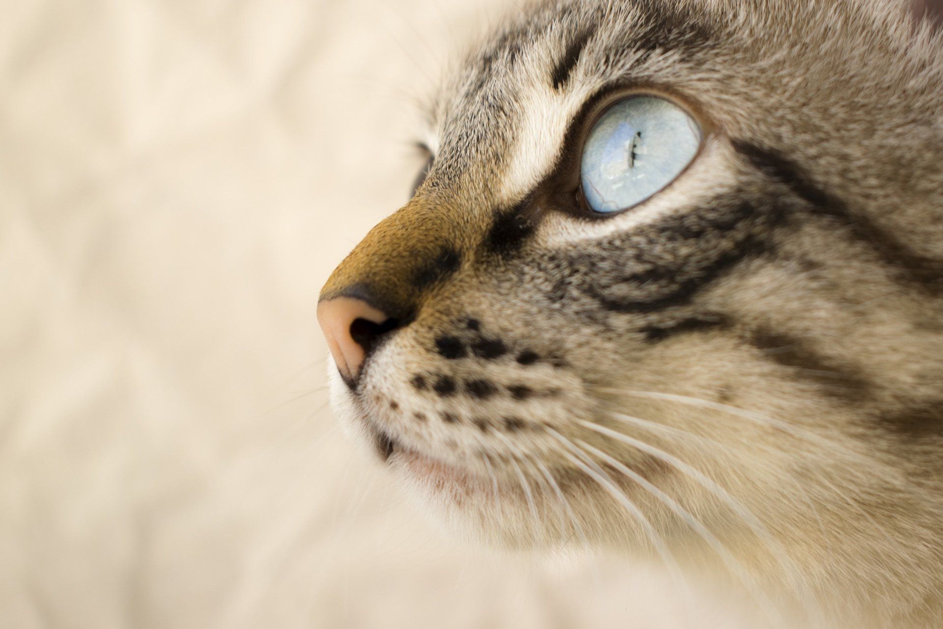 Certain insecticides are toxic to cats