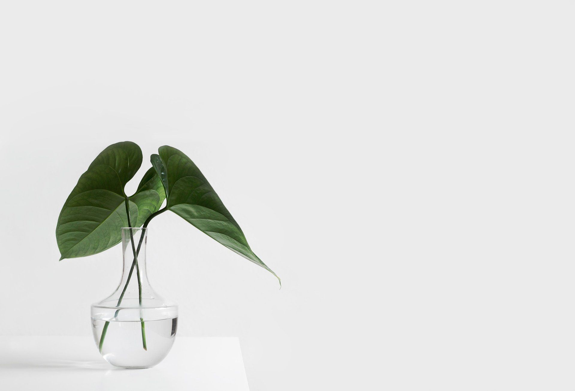 white wall with a monstera plant in a clear glass vase