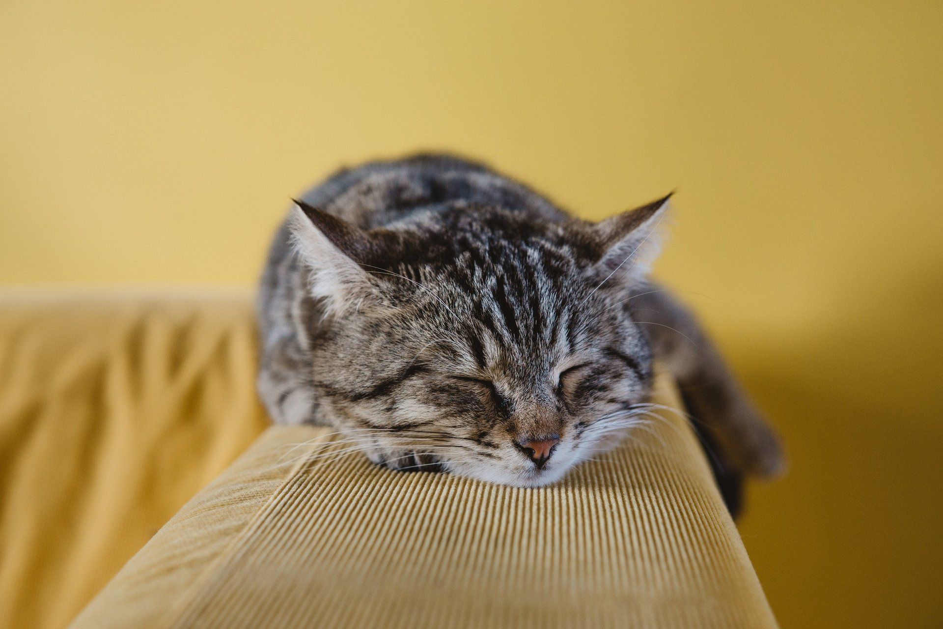 A cat is sleeping on a yellow couch.