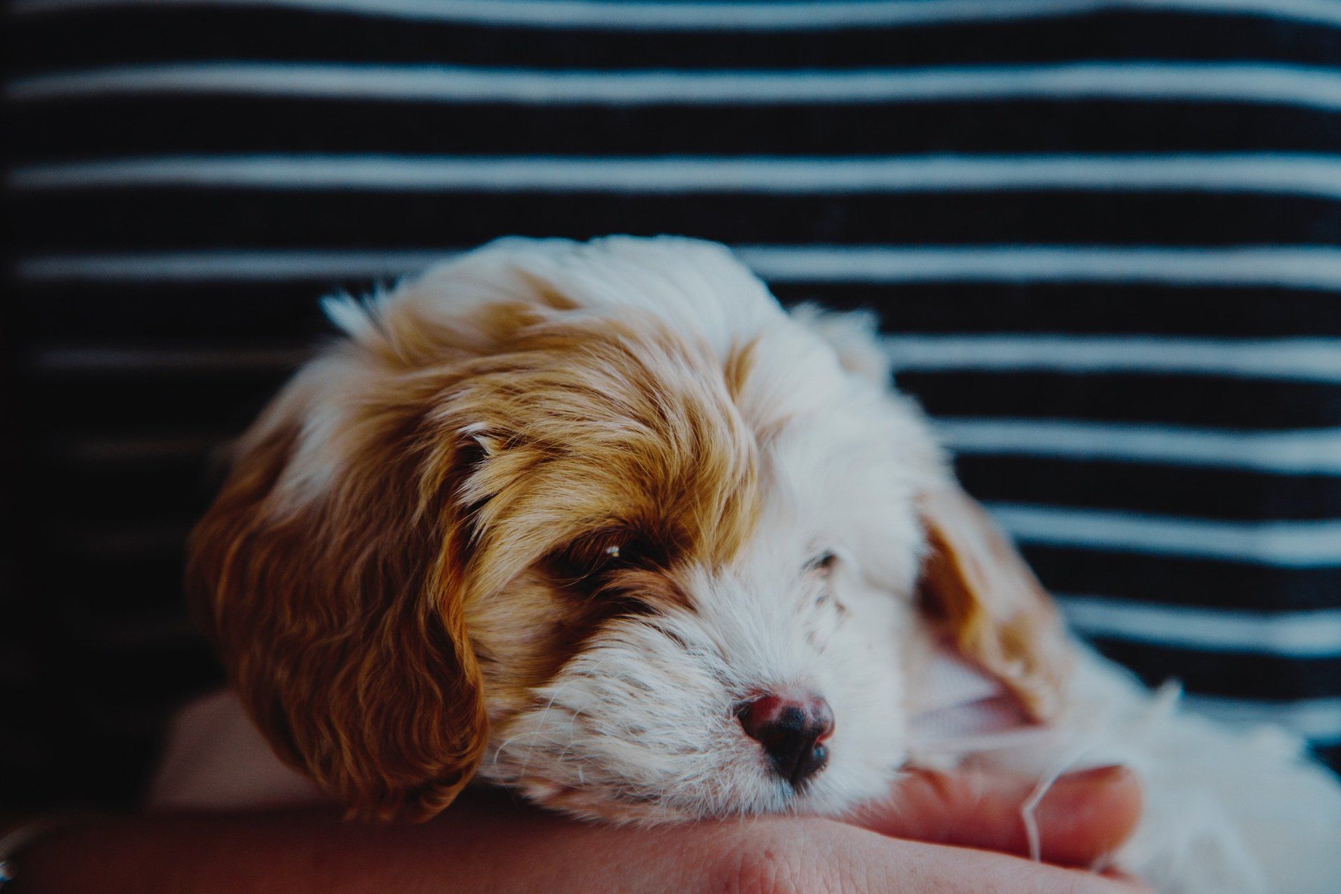 Health Guarantee- Homemade Puppies