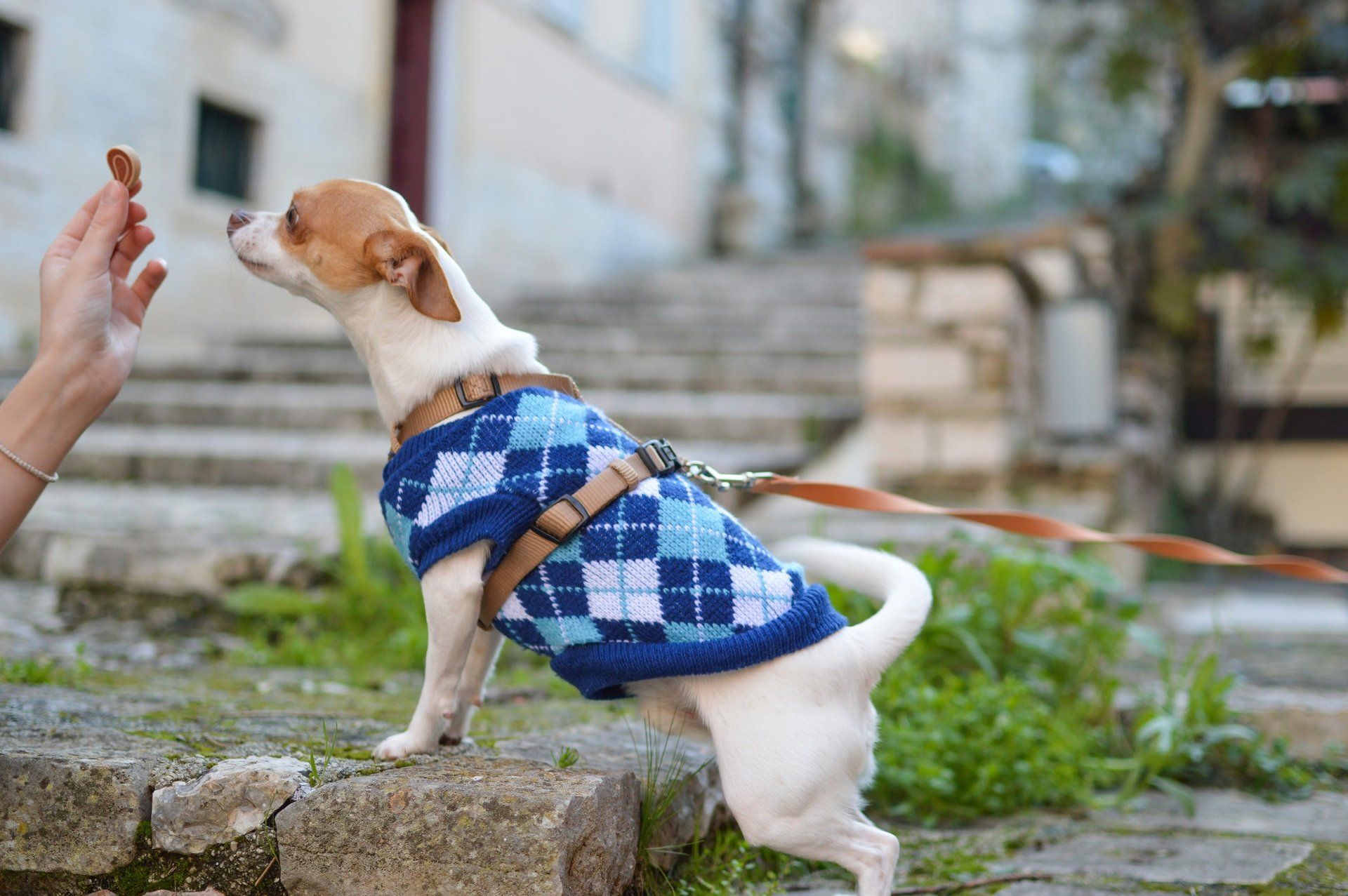 at what temperature does my dog need a jacket