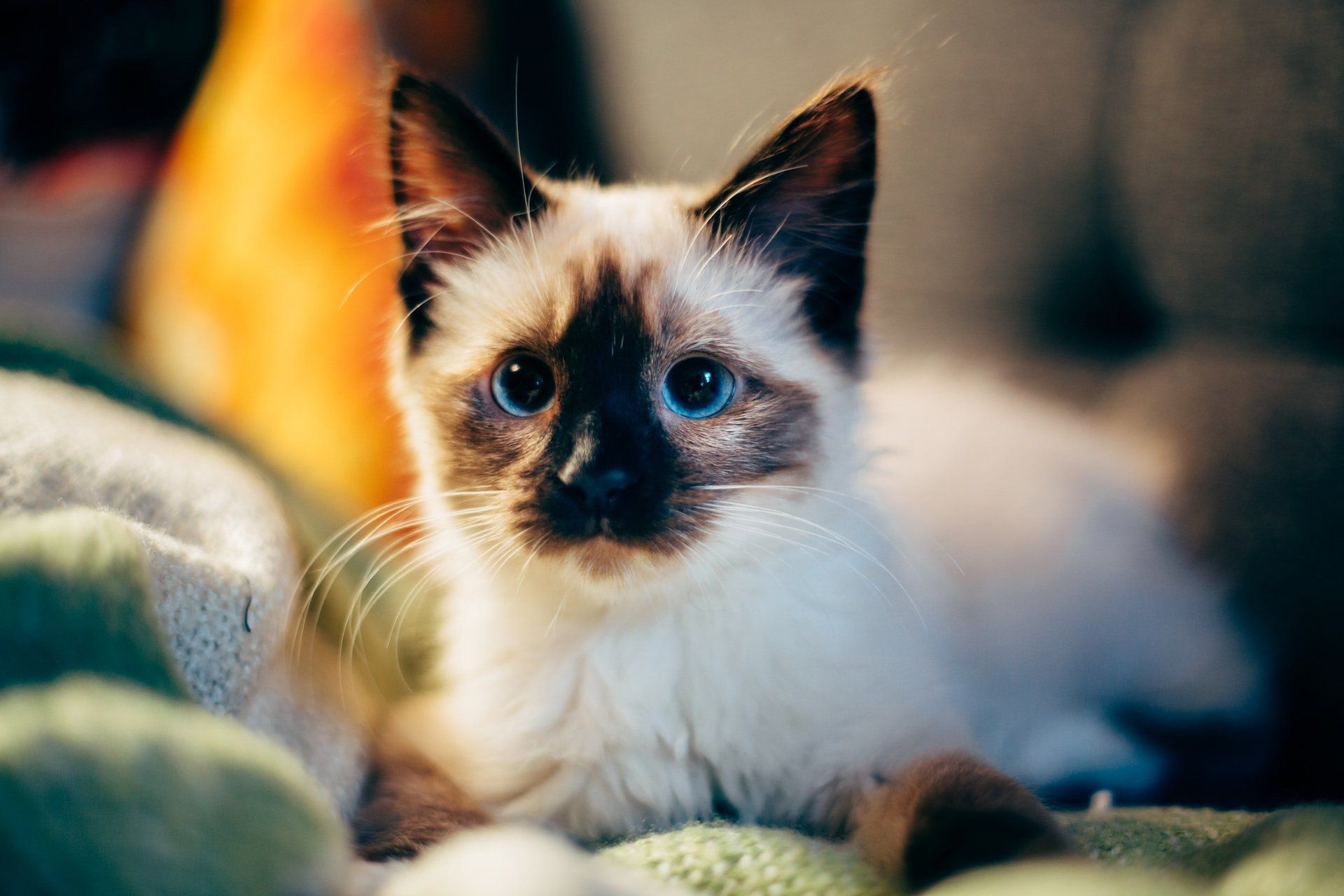 A siamese kitten is laying on a blanket and looking at the camera.