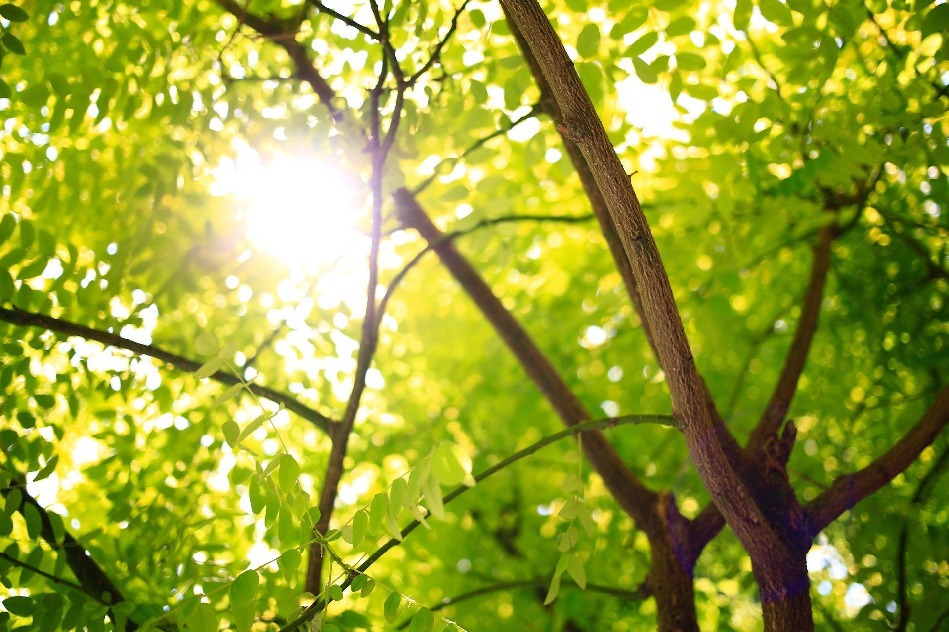 The sun is shining through the leaves of a tree.