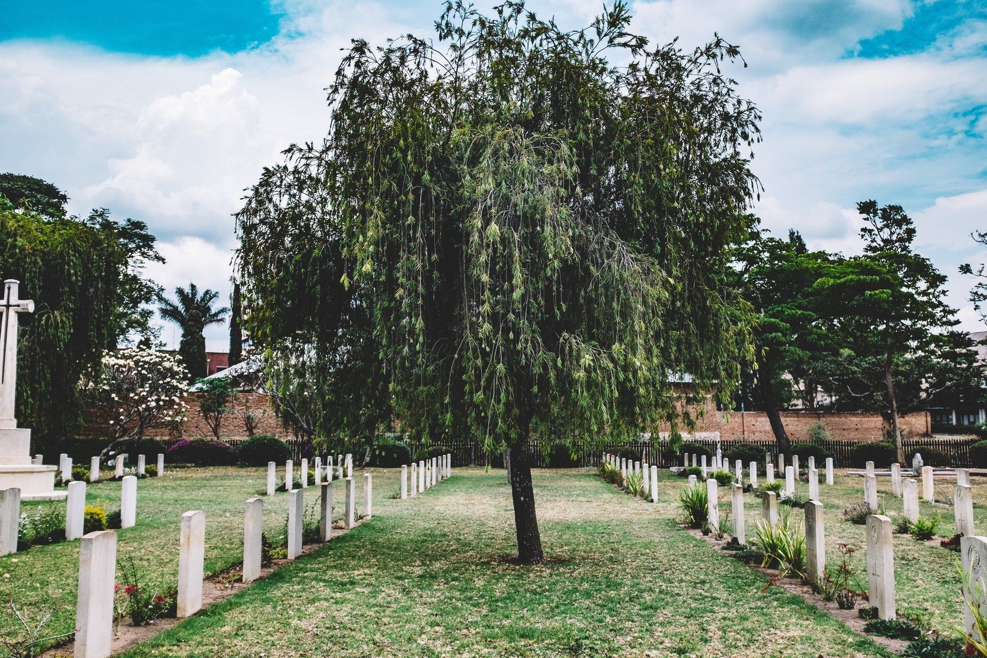 Weeping Willow Tree in Cemetery