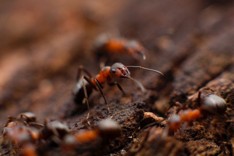 ant pests