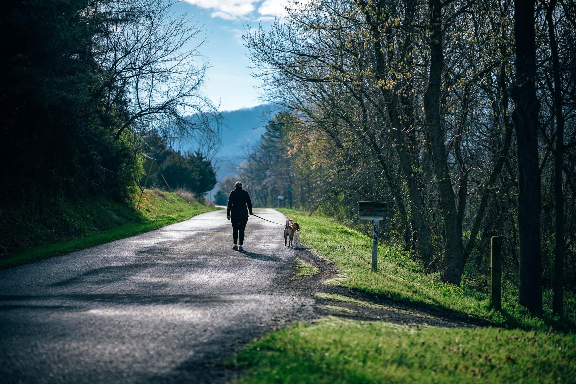 Retired person walking dog in the country