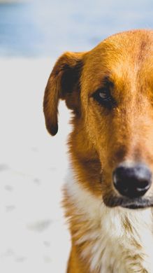 GIVCS - Global Initiative for Veterinary Cancer Surveillance
