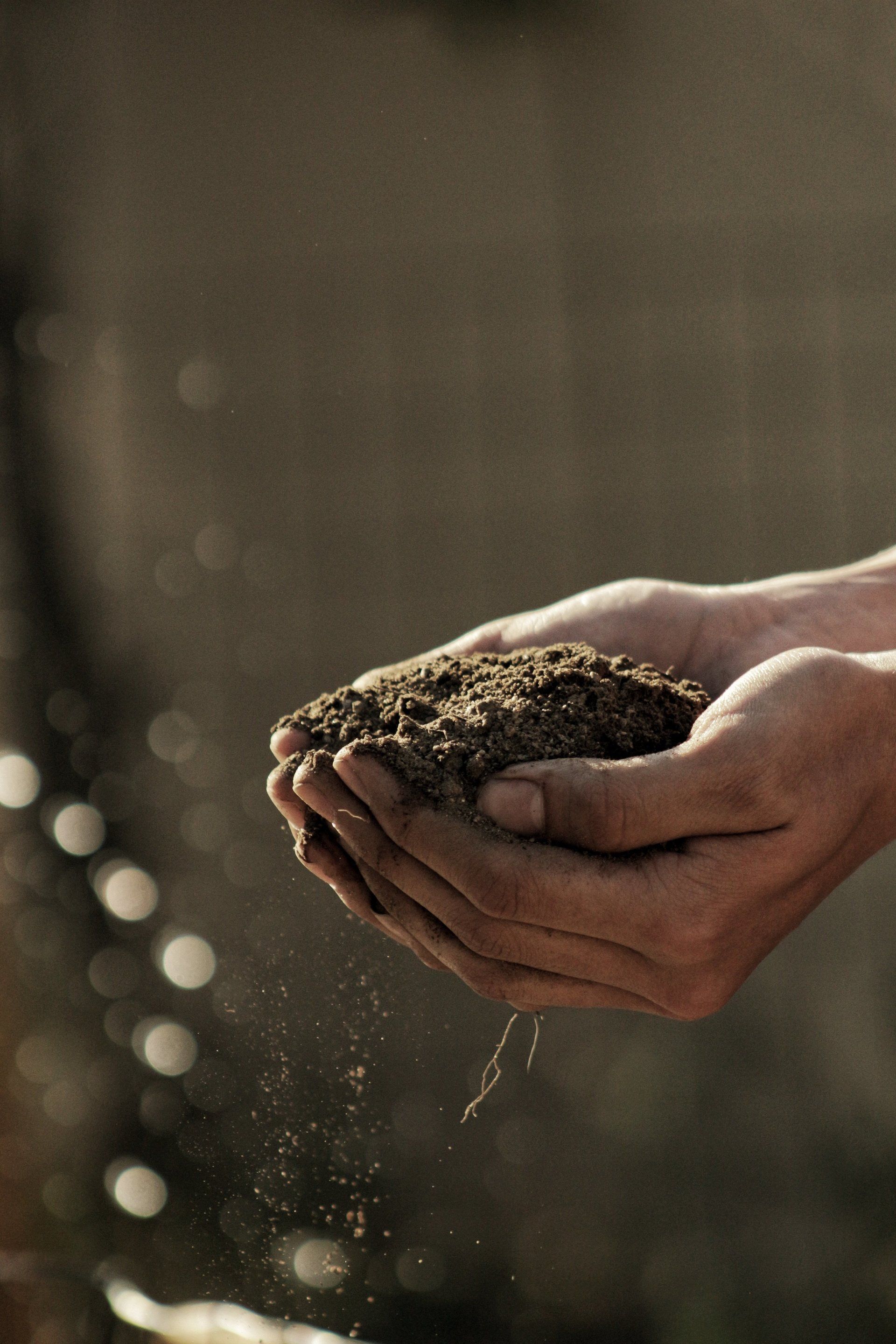 a person is holding a pile of dirt in their hands