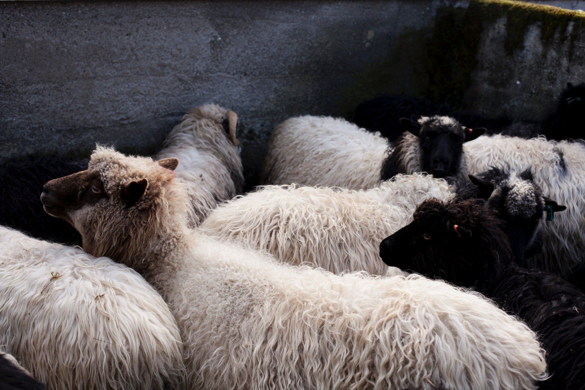 several sheep
