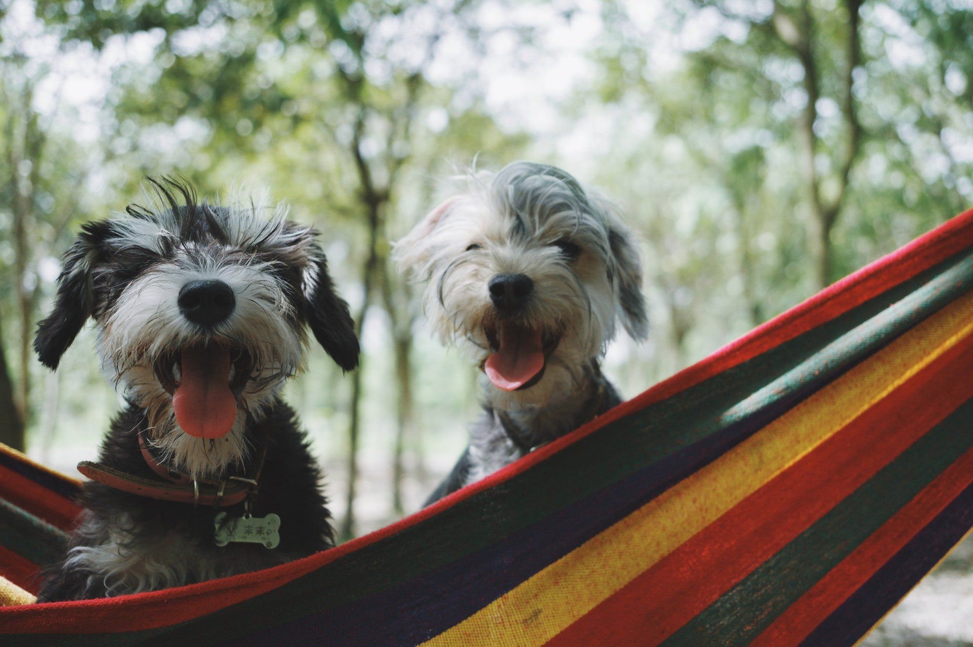 two pups sitting in a hammock