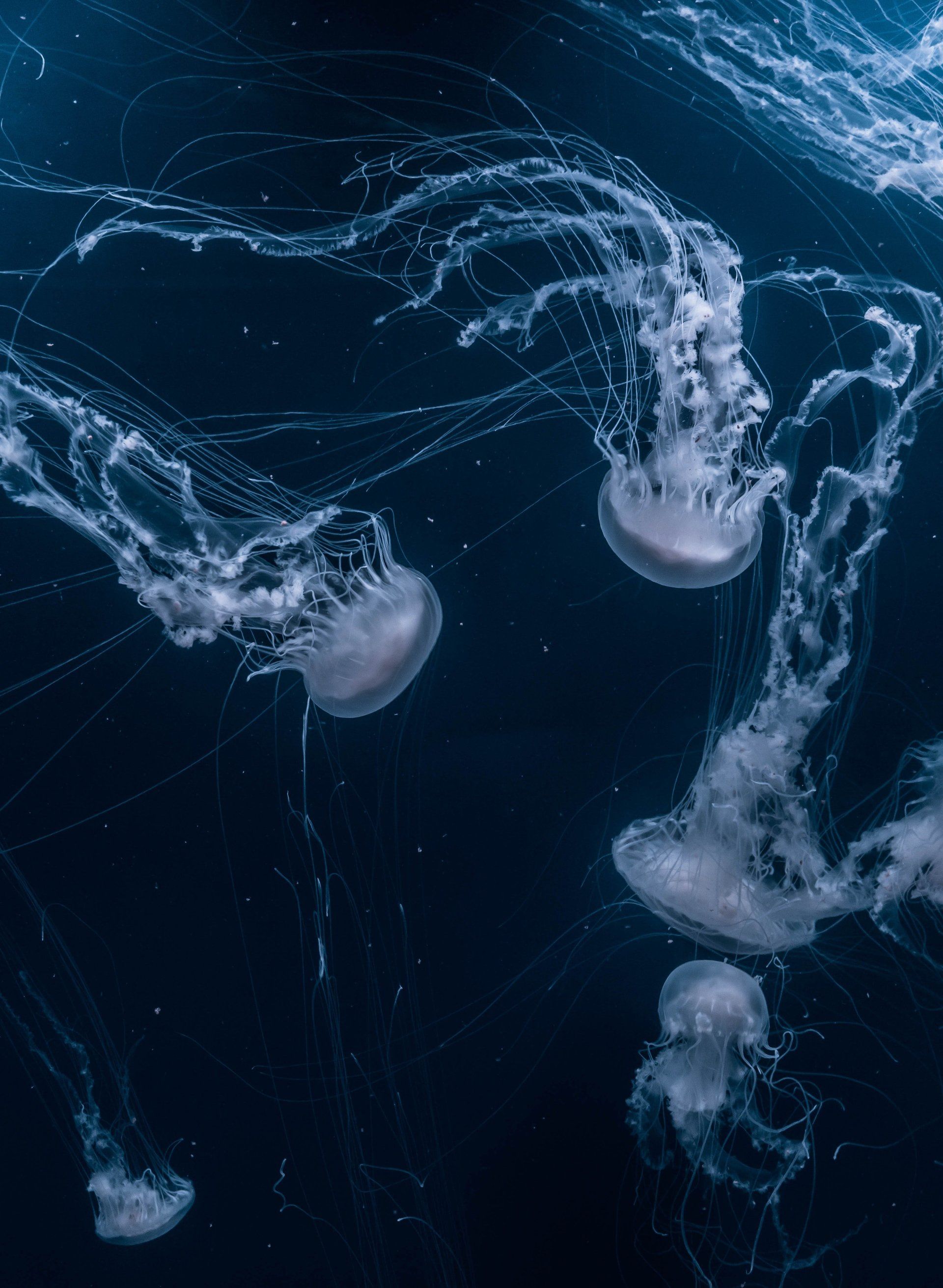 A group of jellyfish are swimming in the ocean