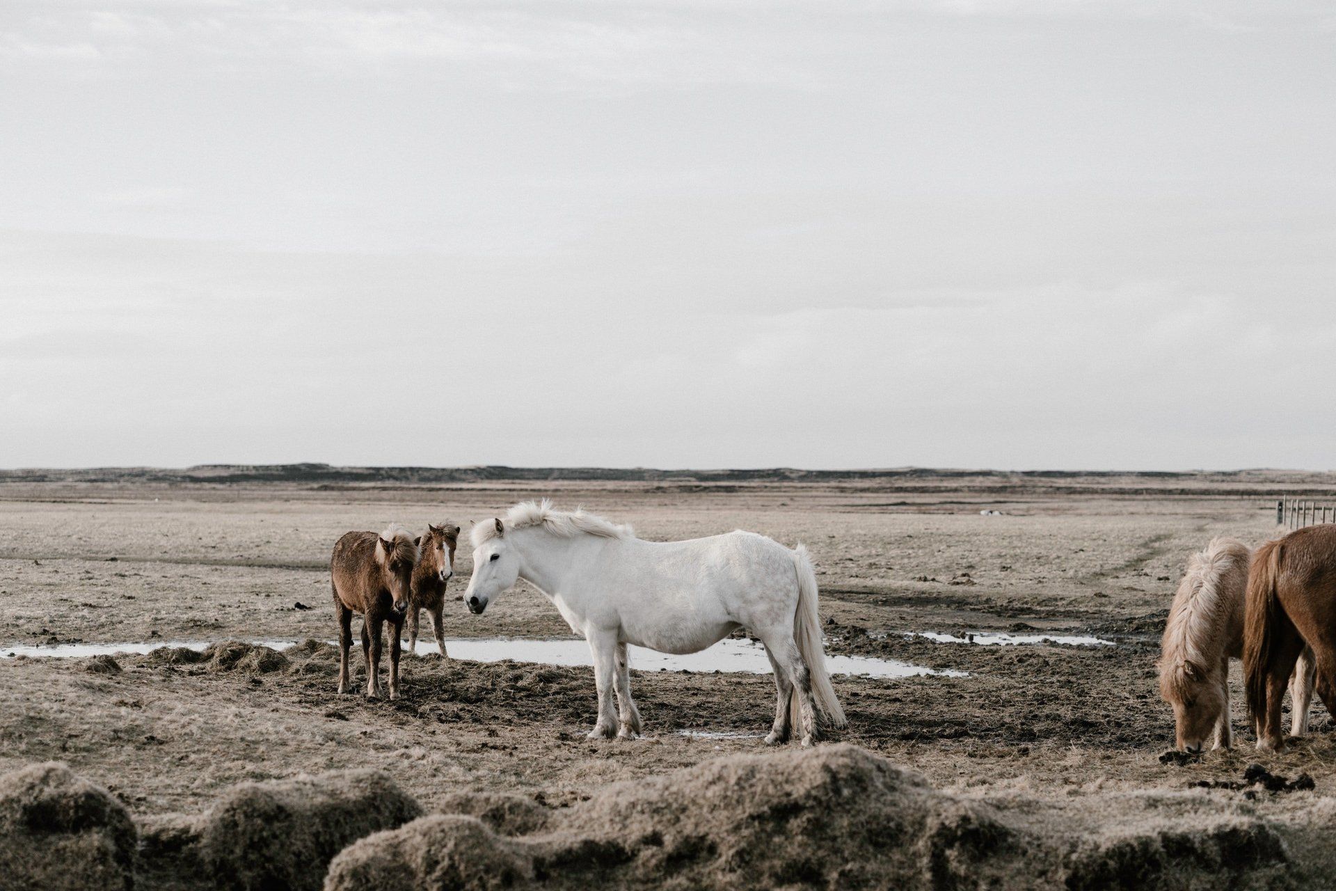 Welsh ponies. Some of the wildlife you could spot on a trip to Wales.