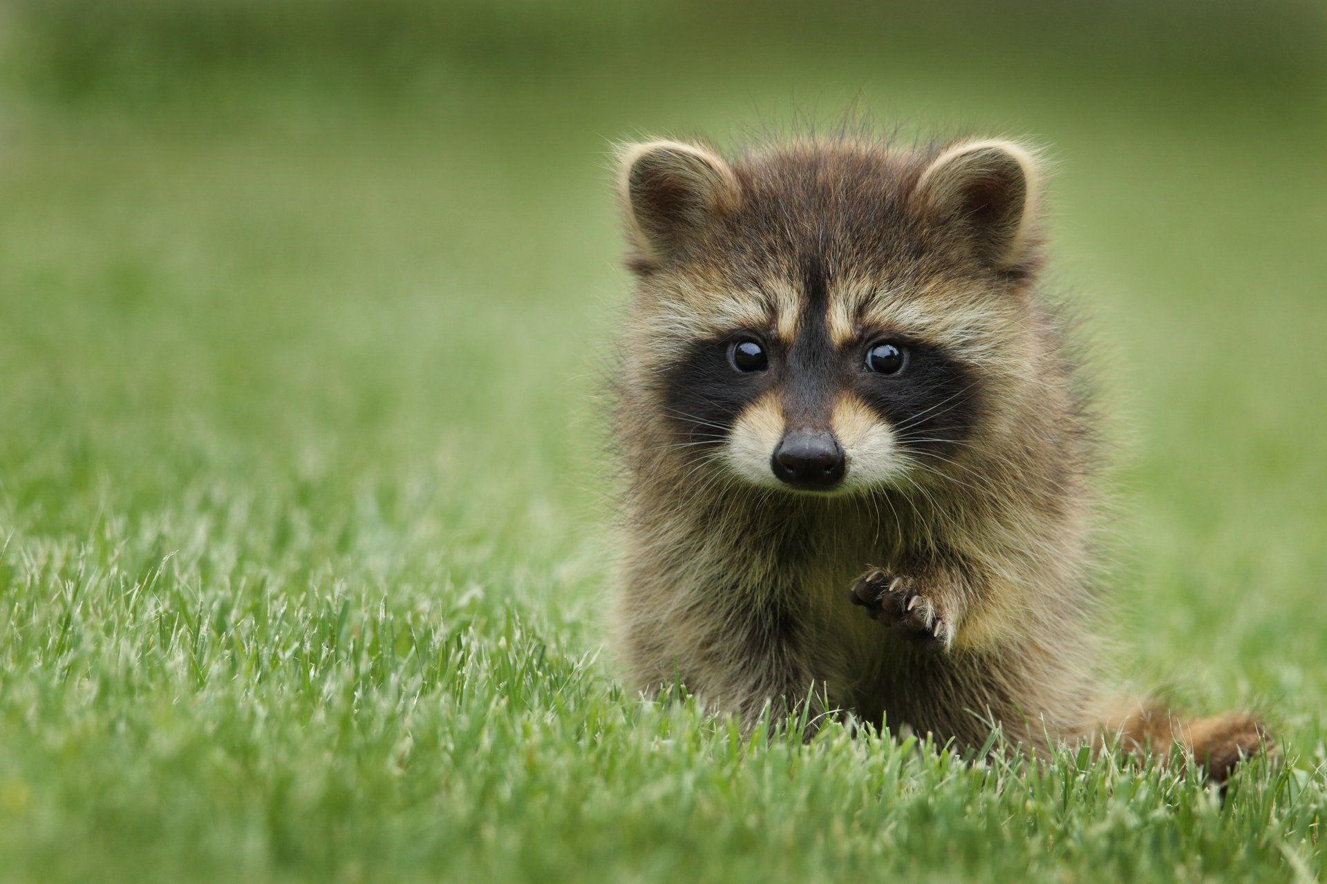 Cute-Raccoon