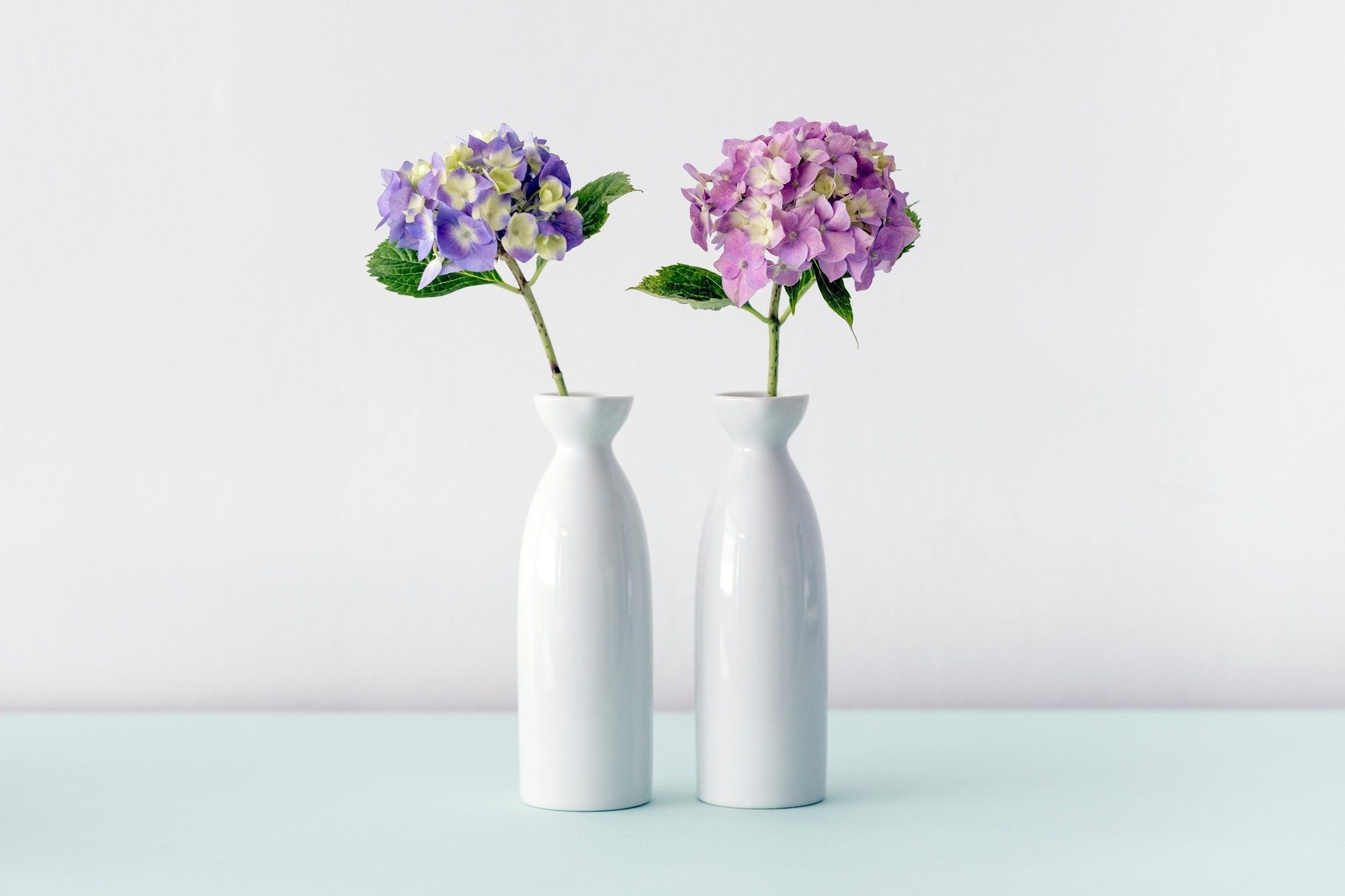 Two white vases holding purple and pink hydrangeas against a white backdrop and a blue surface.