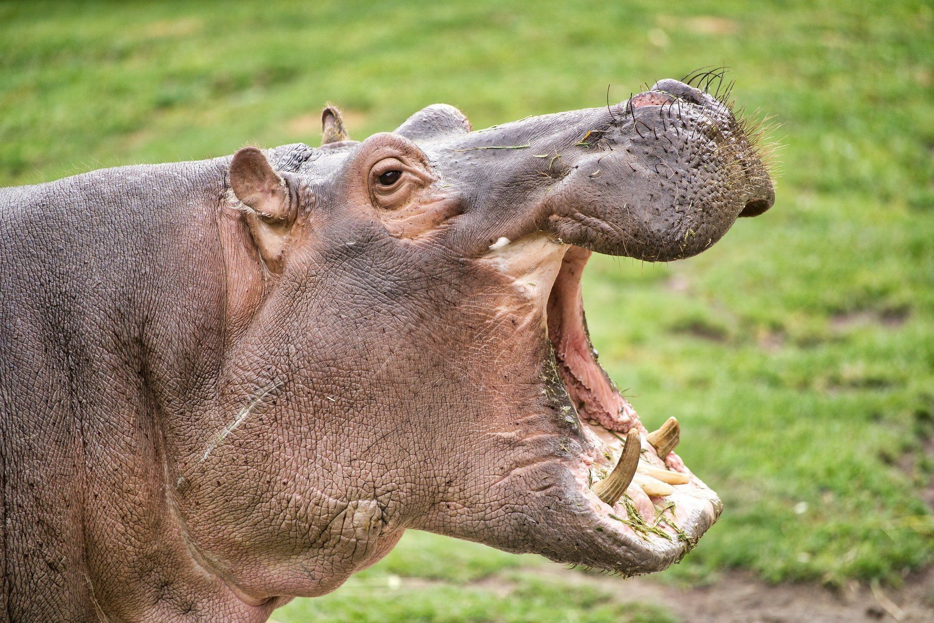 A close up of a hippopotamus with its mouth open.