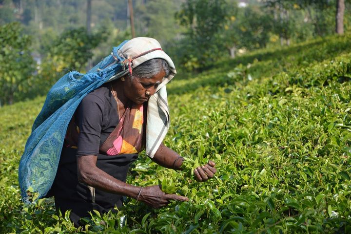 tea plucker