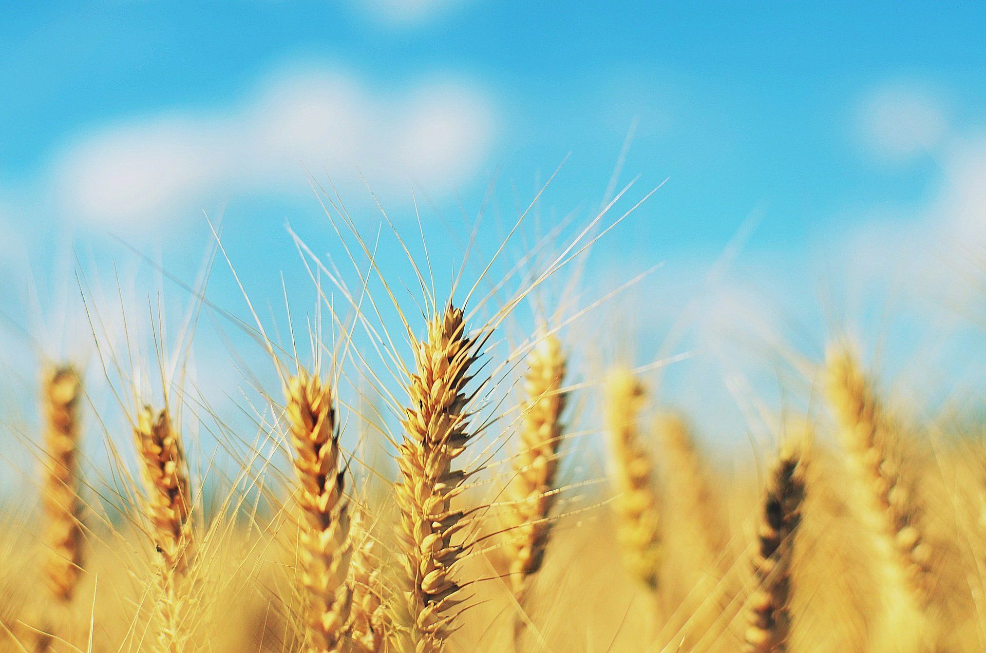 Golden ears of barley under a blue sky