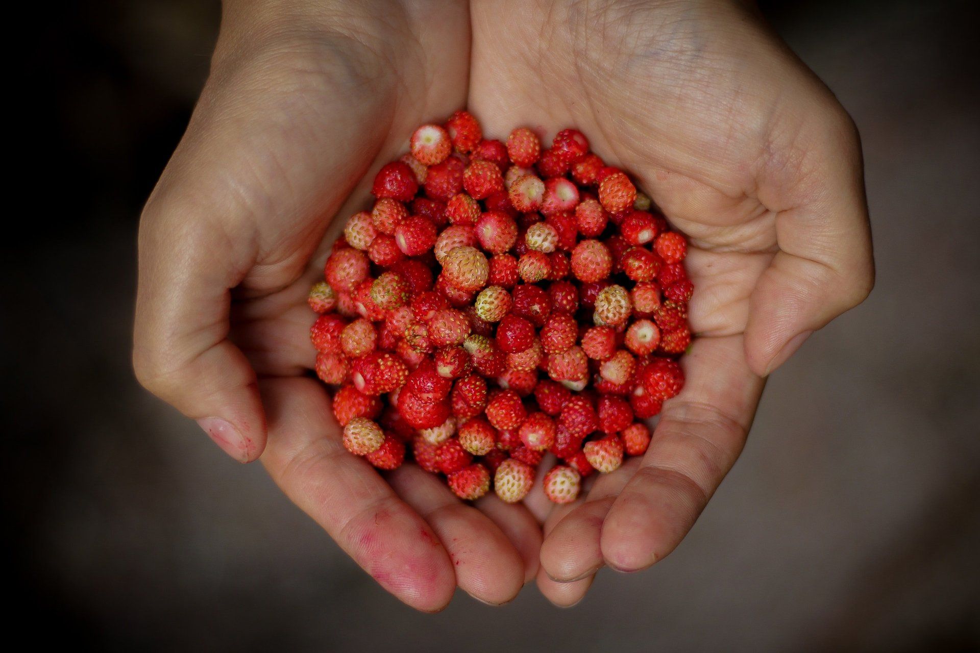 A person is holding a pile of red berries in their hands.