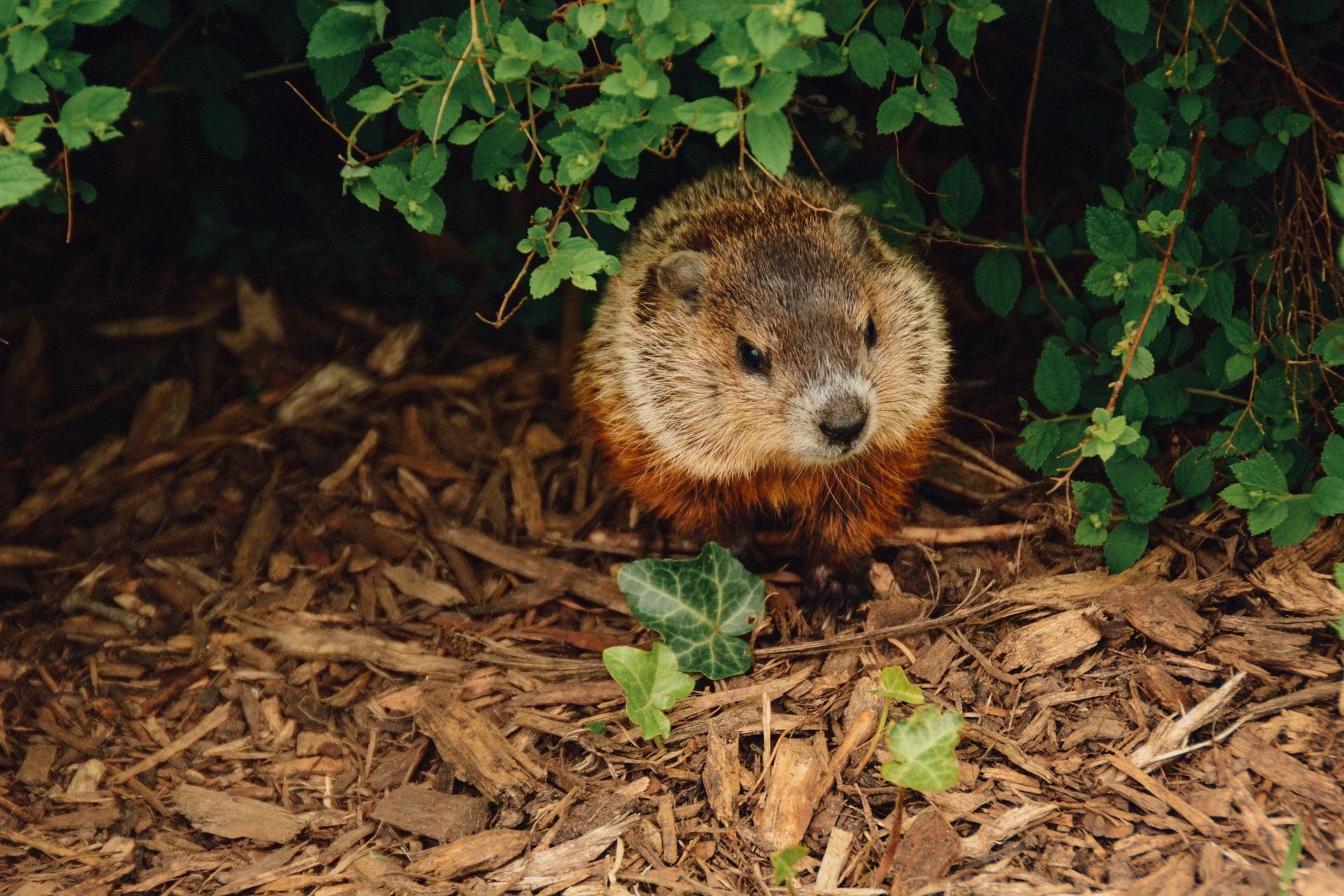 Groundhog and Woodchuck Removal