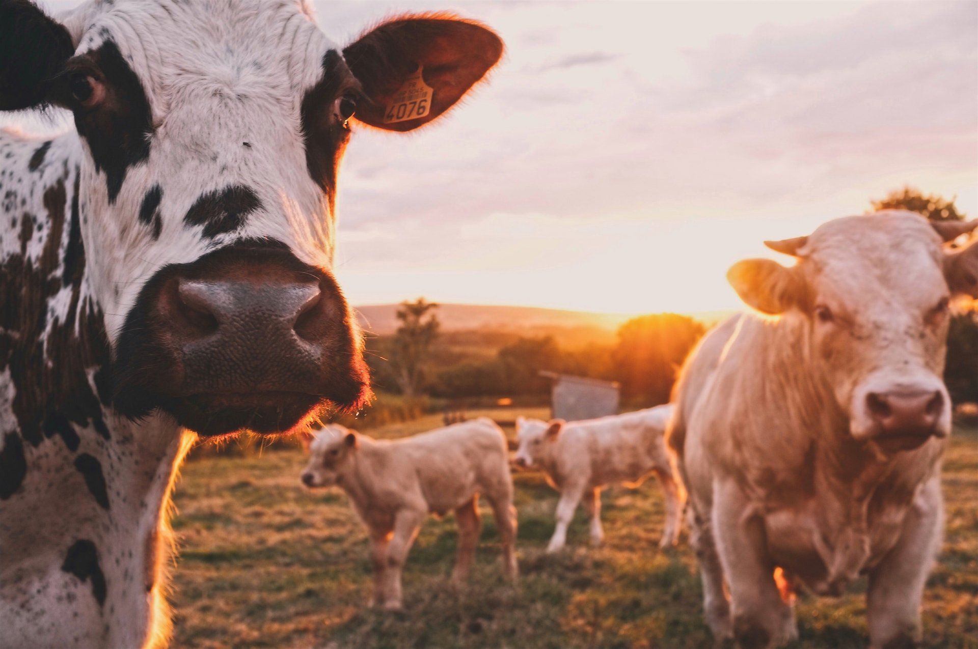 A herd of cows standing in a field at sunset.