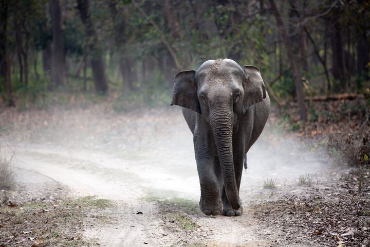 Sri Lankan elephant