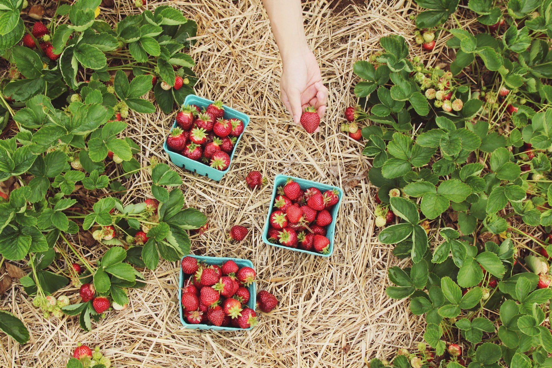 a person picking strawberries in a field with three baskets of strawberries
