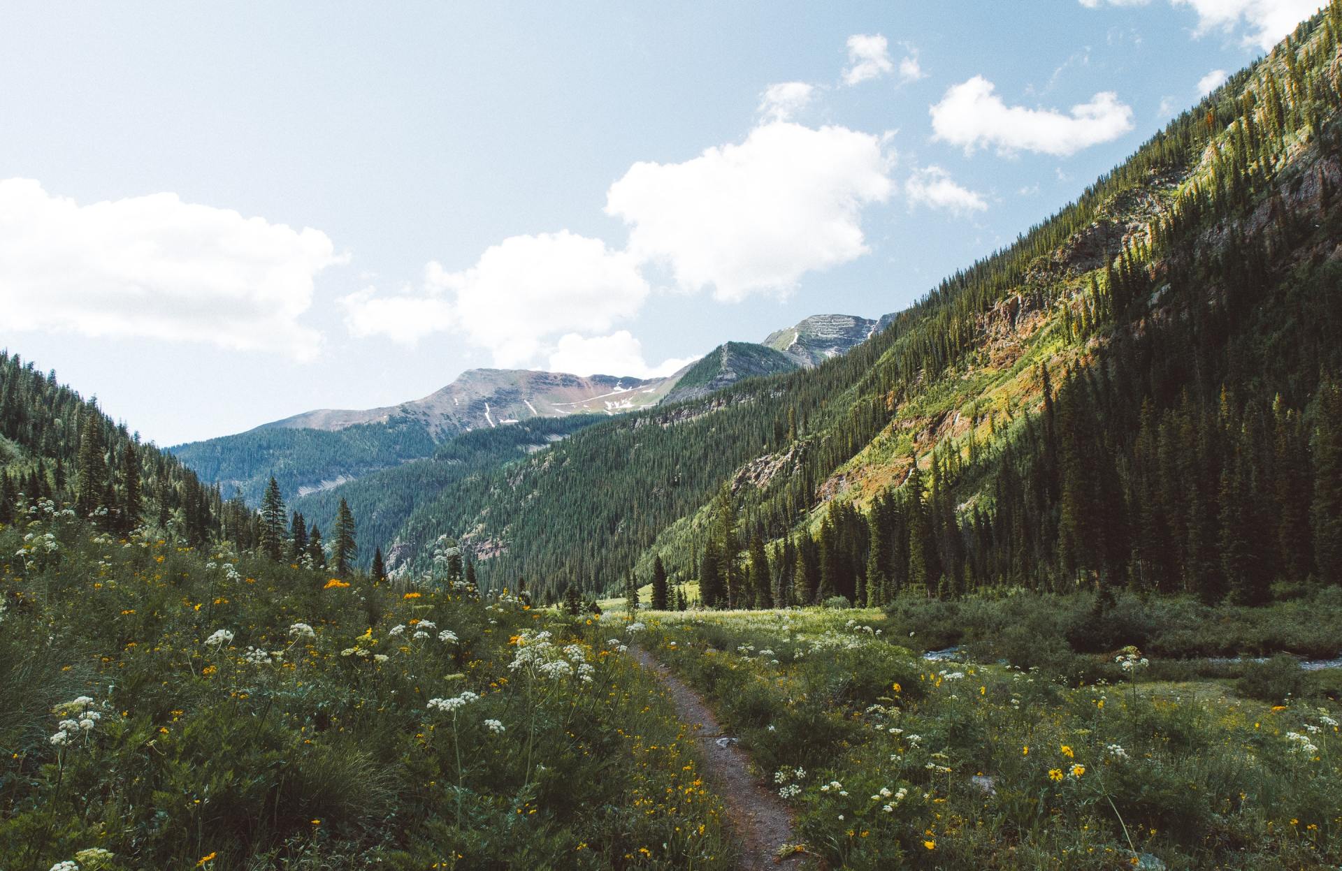 There is a path going through a field of flowers in the mountains.