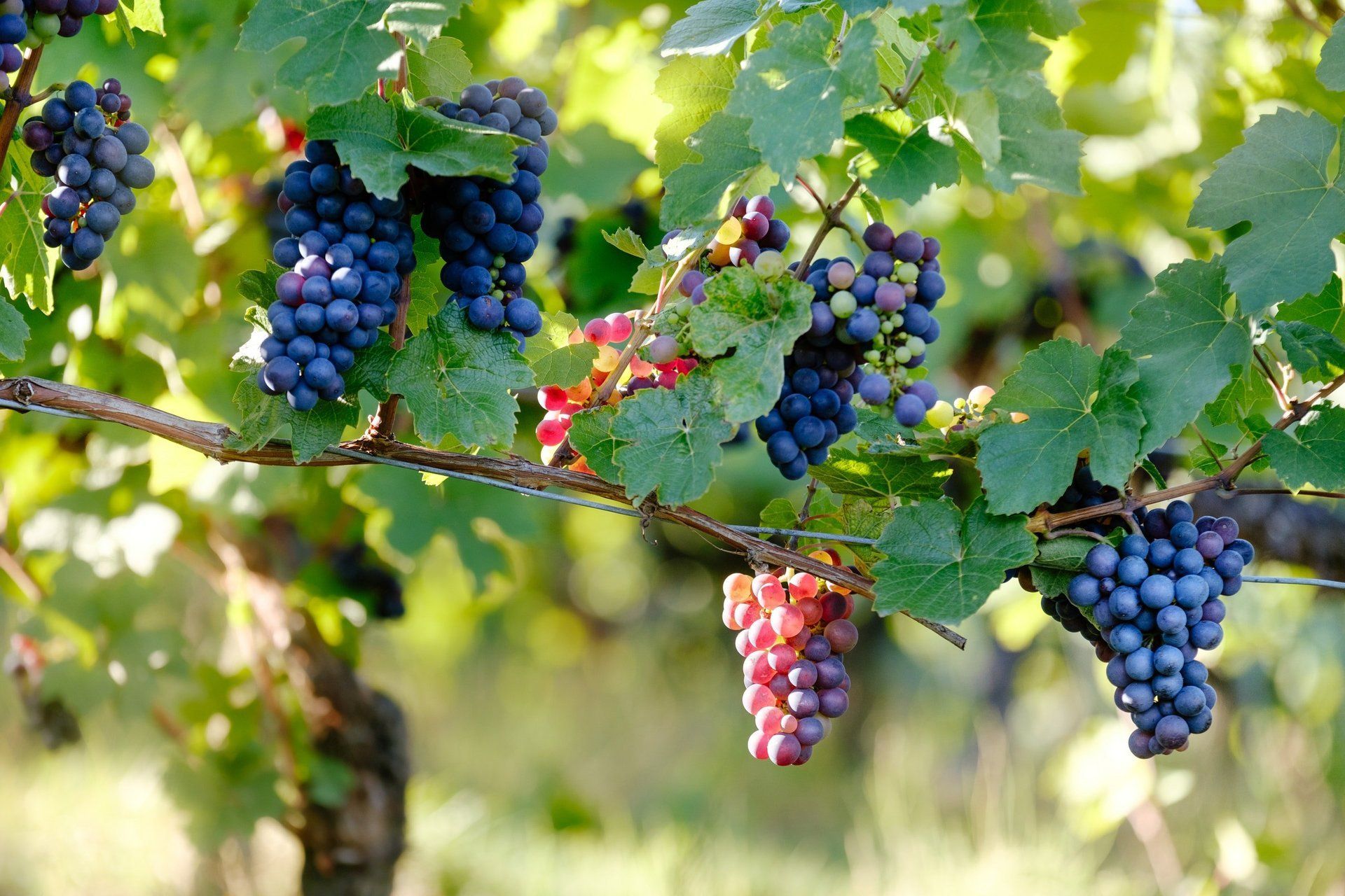 Purple grapes on the vine