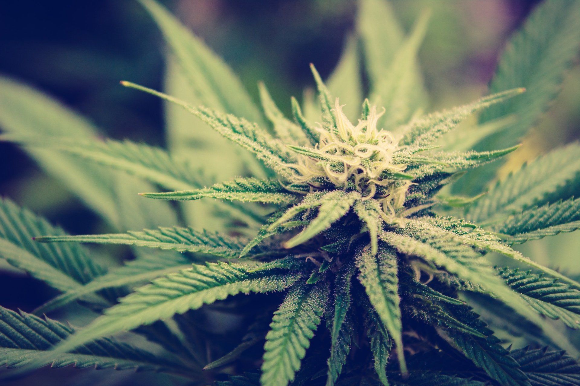 Cannabis flower closeup
